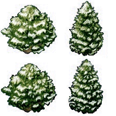 src/assets/SnowyTrees.png
